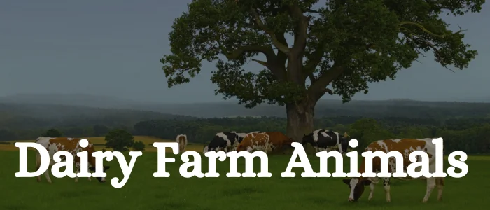 Dairy Farm Animals